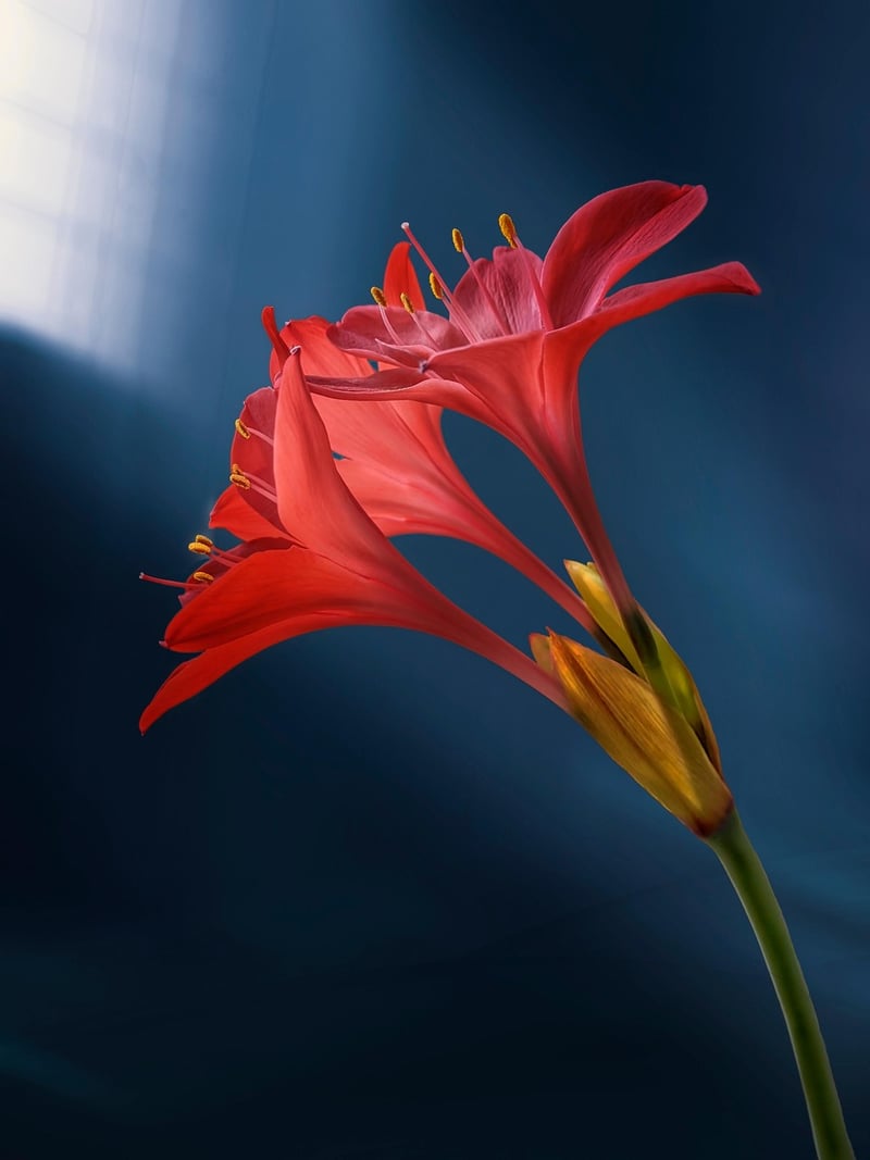 Fire Lily