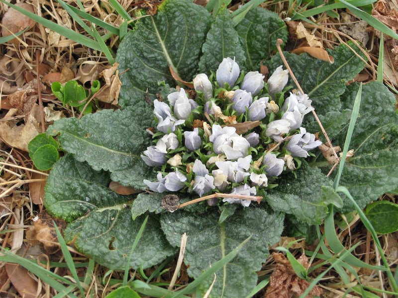 Mandrake Root